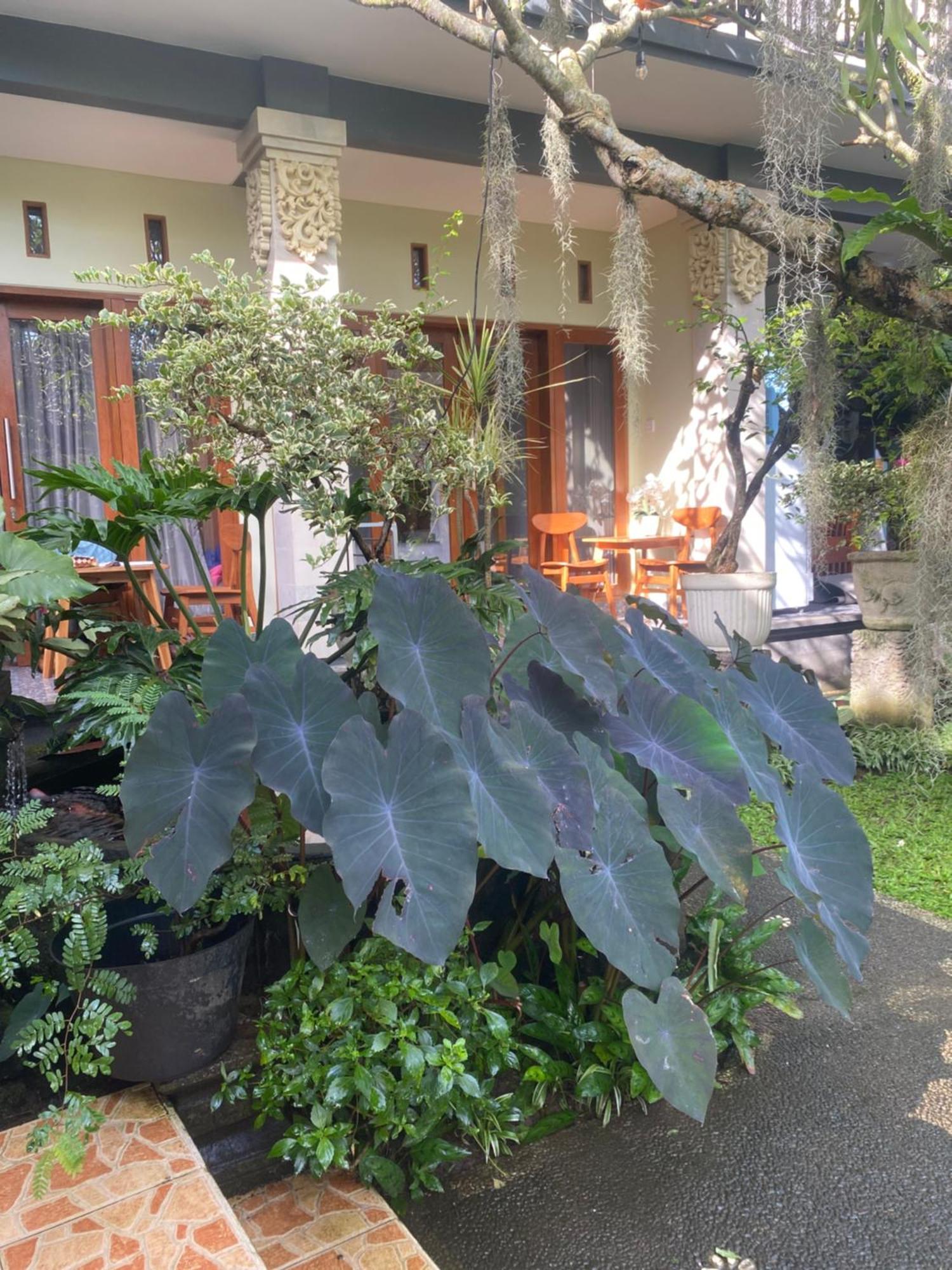 Suryadina Guest House Ubud Buitenkant foto