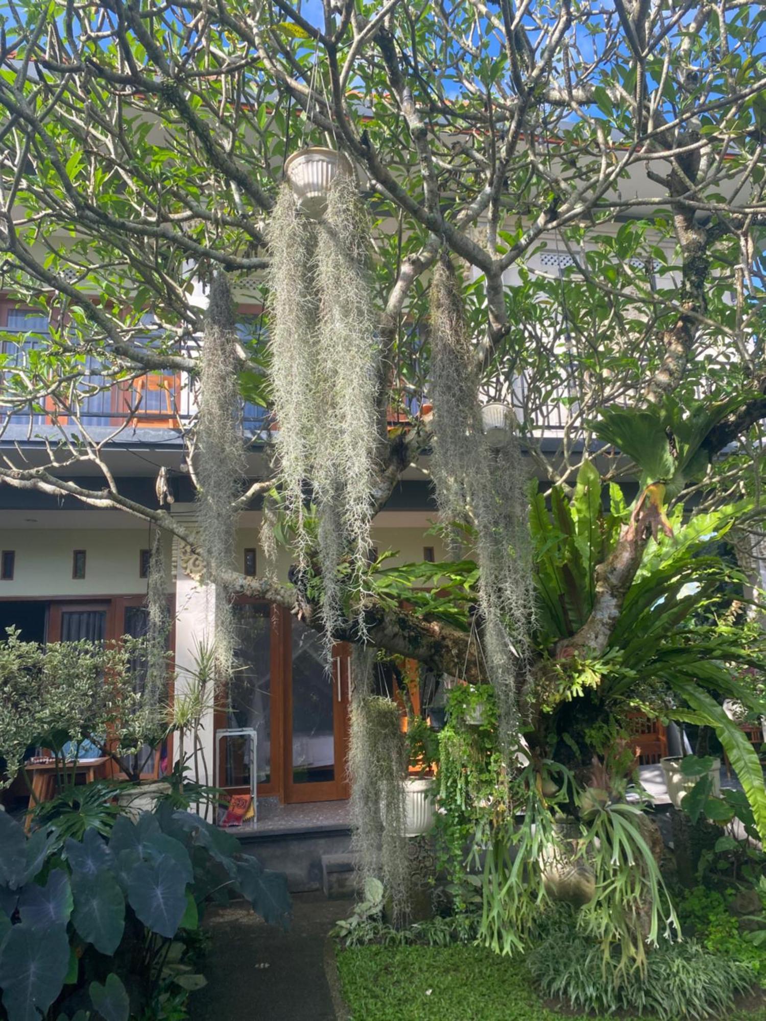 Suryadina Guest House Ubud Buitenkant foto