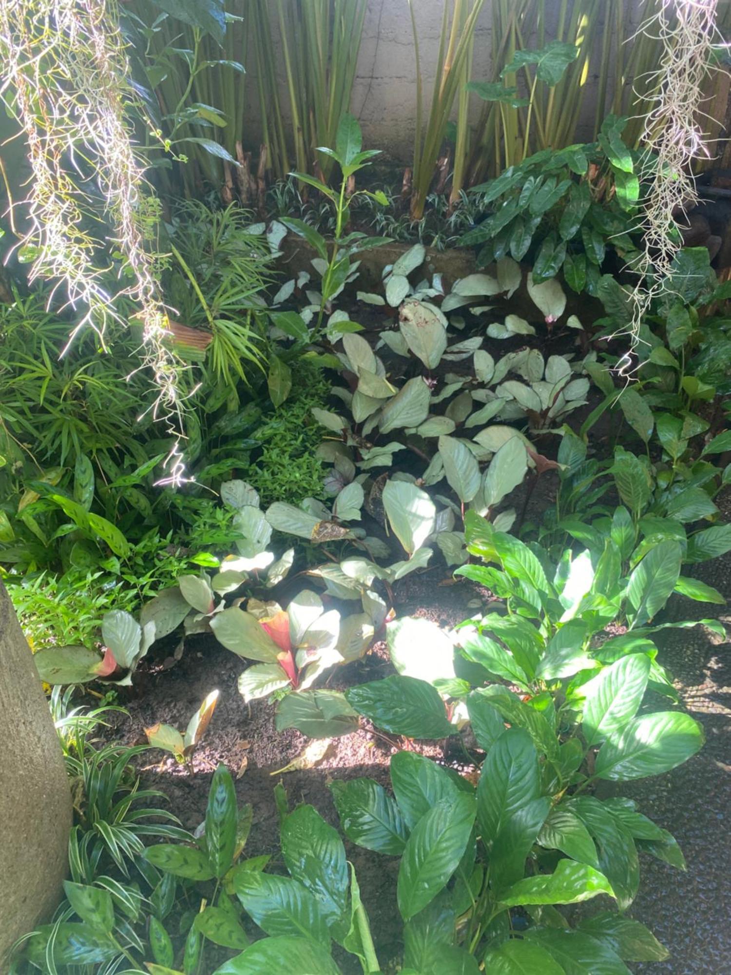 Suryadina Guest House Ubud Buitenkant foto