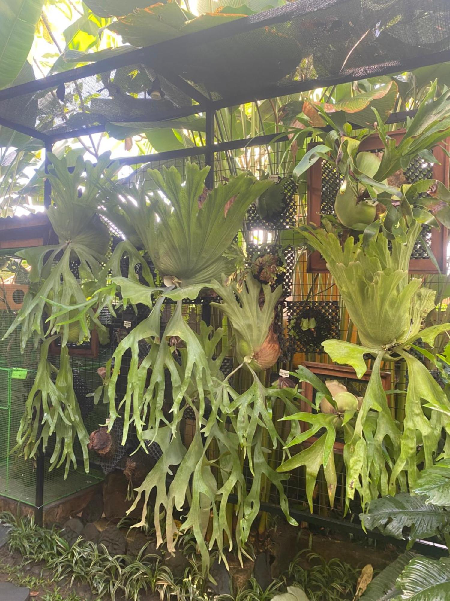 Suryadina Guest House Ubud Buitenkant foto