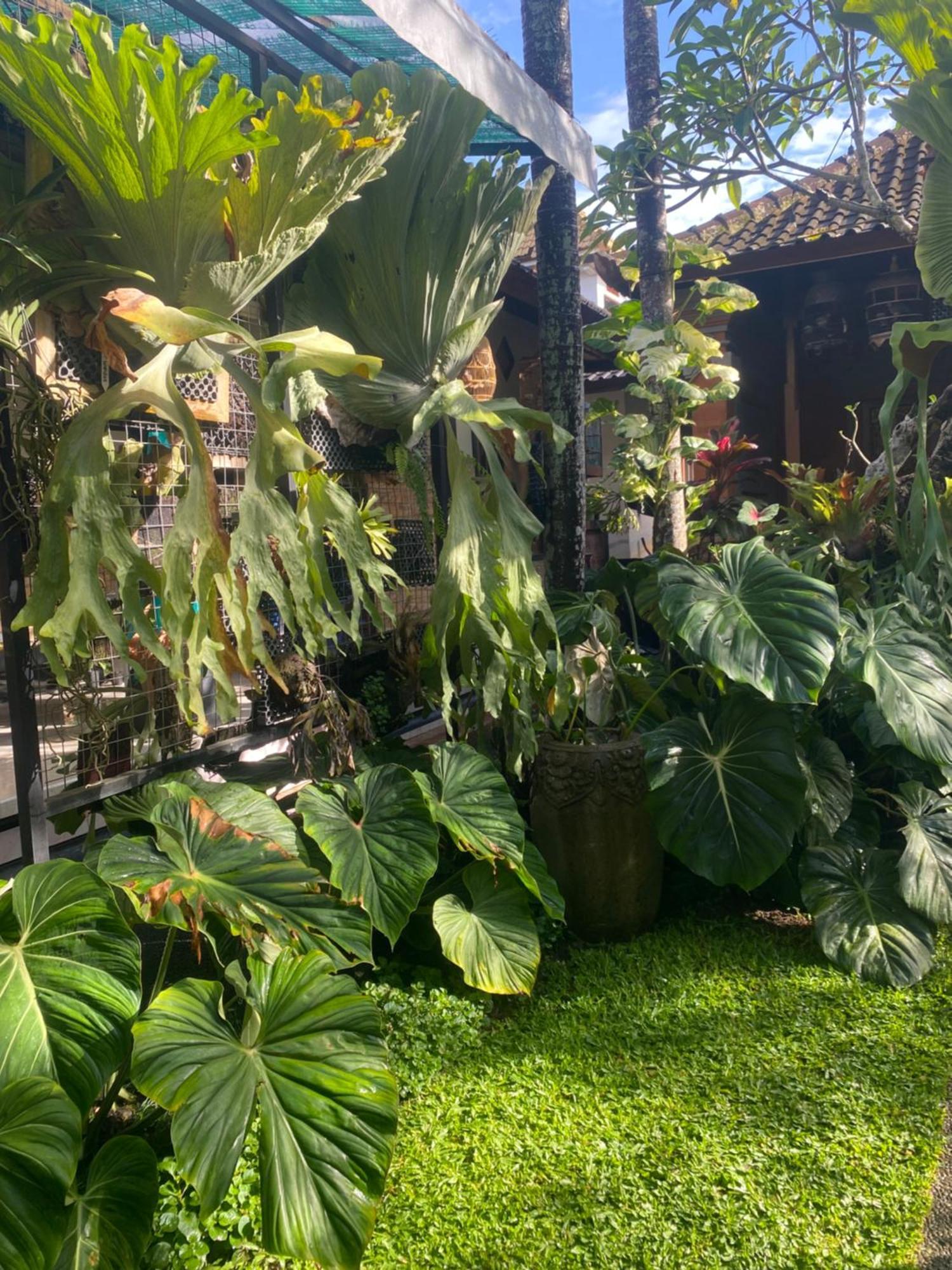 Suryadina Guest House Ubud Buitenkant foto